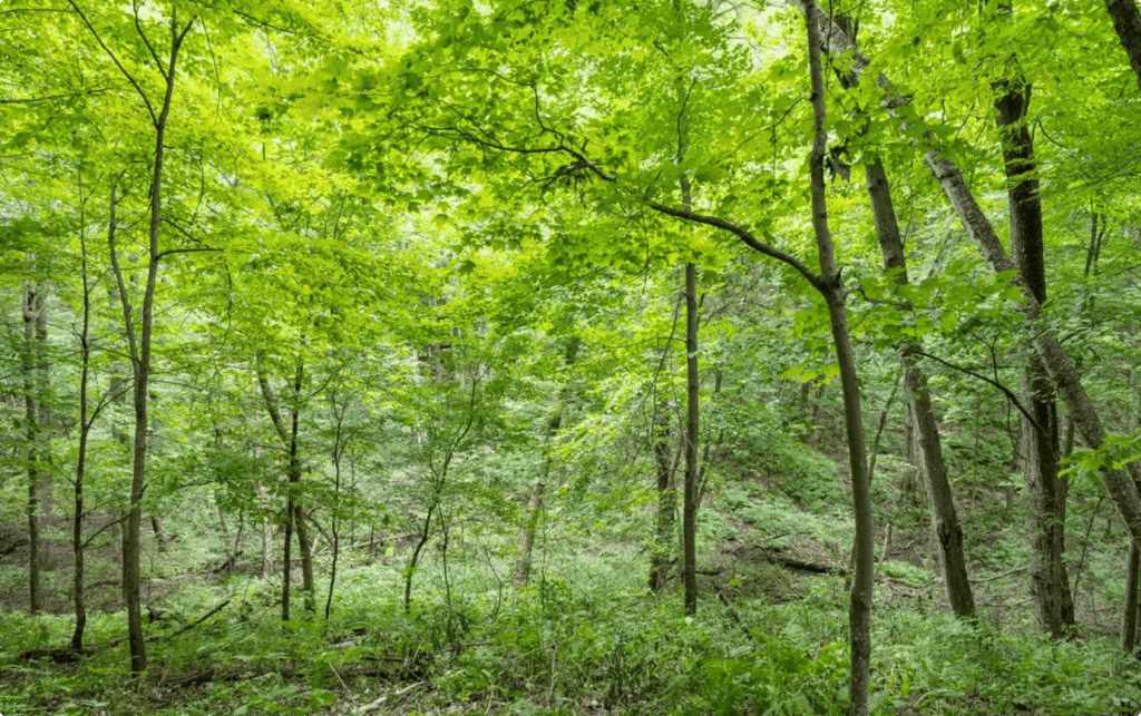 Staying Connected | Better Place Forests